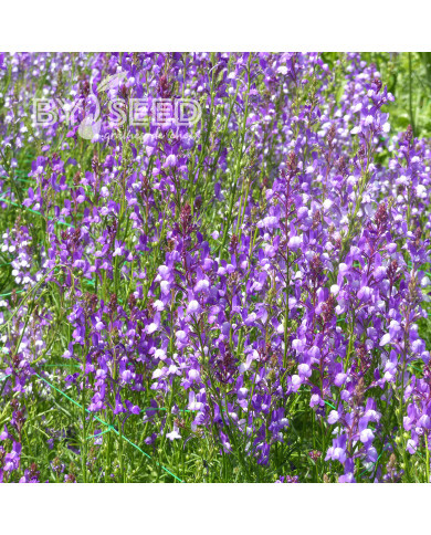 Linaire du Maroc Licilia Azure - Linaria maroccana