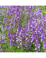 Lin vivace nain Saphir bleu