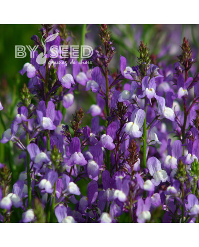 Linaire du Maroc Licilia Azure - Linaria maroccana