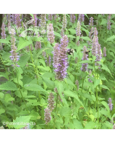 Agastache foeniculum (anisée)