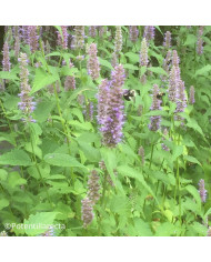 Agastache cana Heather Queen