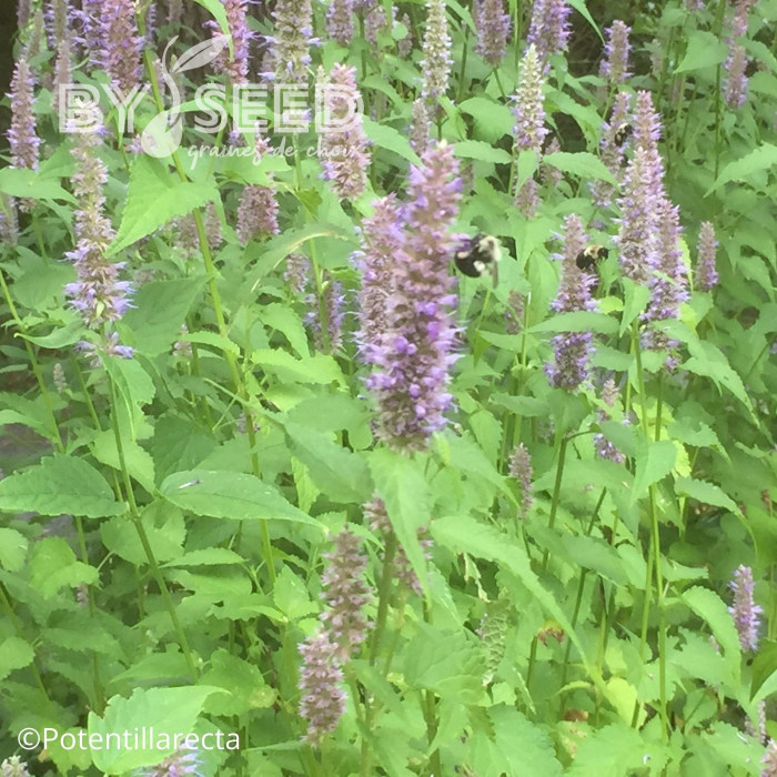 Agastache foeniculum (anisée)