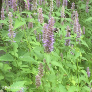 Agastache foeniculum (anisée)