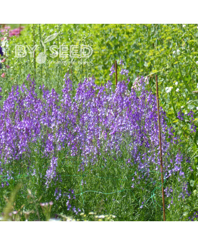 Linaire du Maroc Licilia Azure - Linaria maroccana