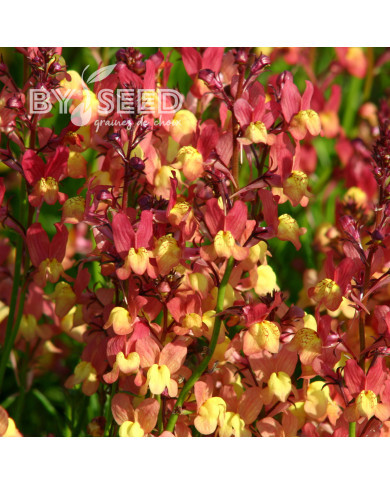 Linaire du Maroc Licilia Peach - Linaria maroccana