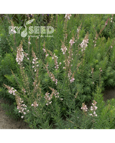Linaire pourpre Canon J. Went - Linaria purpurea