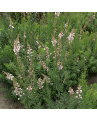 Lobelia Fan Burgundy (graines enrobées)