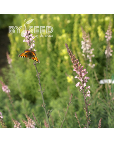 Linaire pourpre Canon J. Went - Linaria purpurea