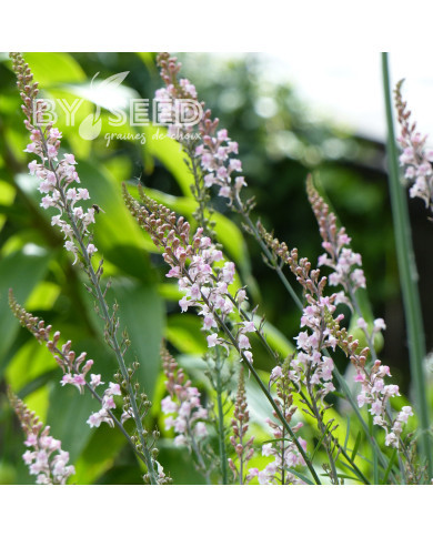Linaire pourpre Canon J. Went - Linaria purpurea