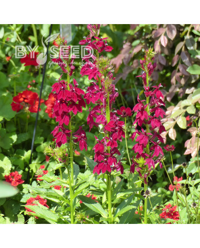 Lobelia Fan Burgundy (graines enrobées)