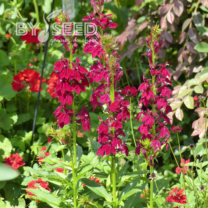 Lobelia Fan Burgundy (graines enrobées)