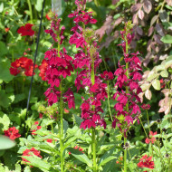 Lobelia Fan Burgundy (graines enrobées)