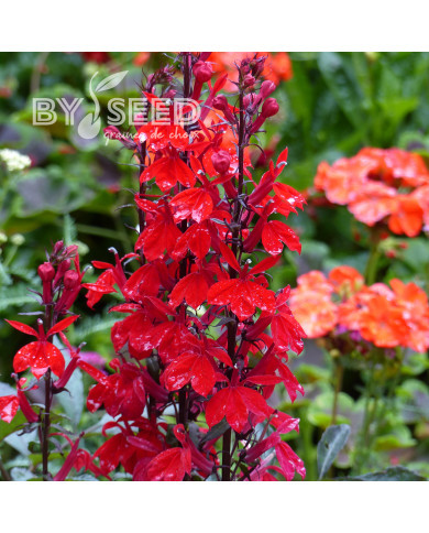 Lobelia Fan Scarlet (graines enrobées)