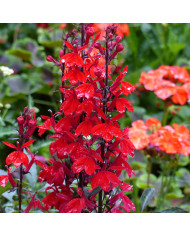 Lobelia Fan Burgundy (graines enrobées)
