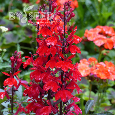 Lobelia Fan Scarlet (graines enrobées)