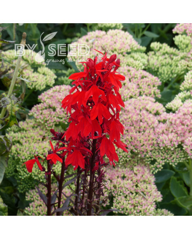 Lobélia fulgens Queen Victoria (graines enrobées)