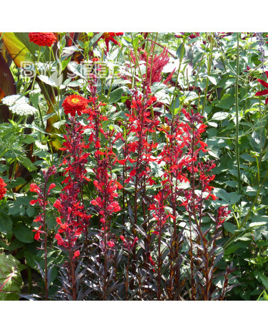 Lobélia fulgens Queen Victoria (graines enrobées)