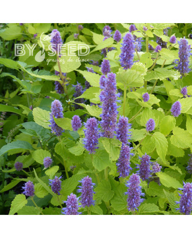 Agastache foeniculum Golden Jubilee