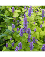 Agastache foeniculum (anisée)