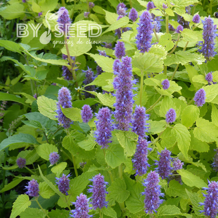 Agastache foeniculum Golden Jubilee