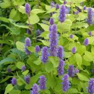 Agastache foeniculum Golden Jubilee