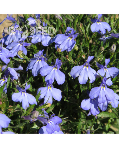 Lobélia nain Cambridge