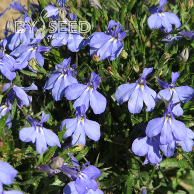 Lobélia nain Cambridge