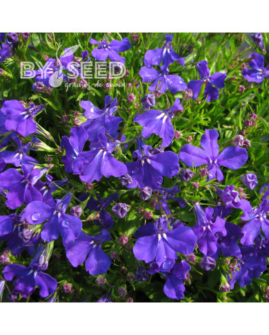 Lobélia nain Emperor William