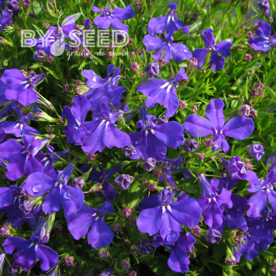 Lobélia nain Emperor William