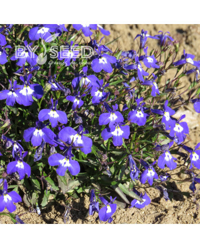 Lobélia nain Mrs Clibran