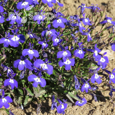 Lobélia nain Mrs Clibran