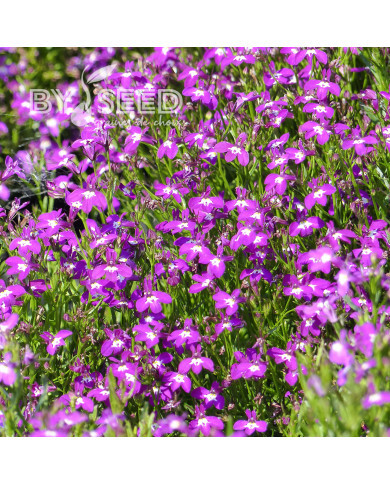 Lobélia nain Rosamond