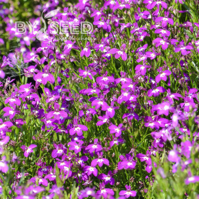 Lobélia nain Rosamond