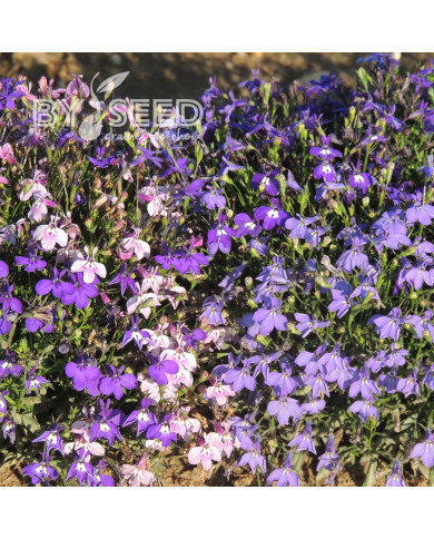 Lobélia nain String of Pearls Mix