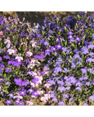 Lobelia x gerardii Vedrariensis