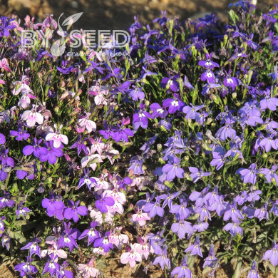 Lobélia nain String of Pearls Mix