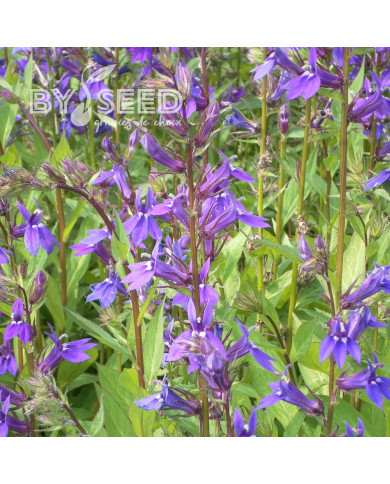 Lobelia x gerardii Vedrariensis