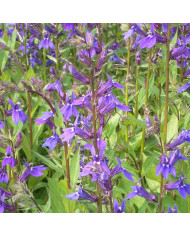 Lupin annuel de Hartweg Avalune Red-White