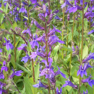 Lobelia x gerardii Vedrariensis