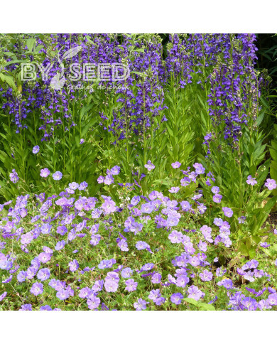 Lobelia x gerardii Vedrariensis
