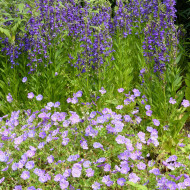 Lobelia x gerardii Vedrariensis