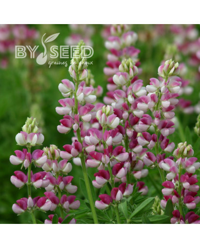 Lupin annuel de Hartweg Avalune Red-White