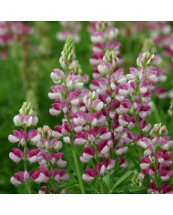 Lobelia x gerardii Vedrariensis