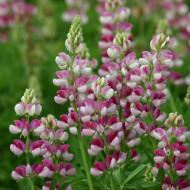 Lupin annuel de Hartweg Avalune Red-White