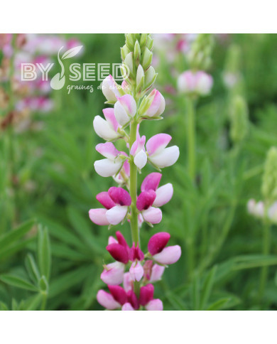 Lupin annuel de Hartweg Avalune Red-White