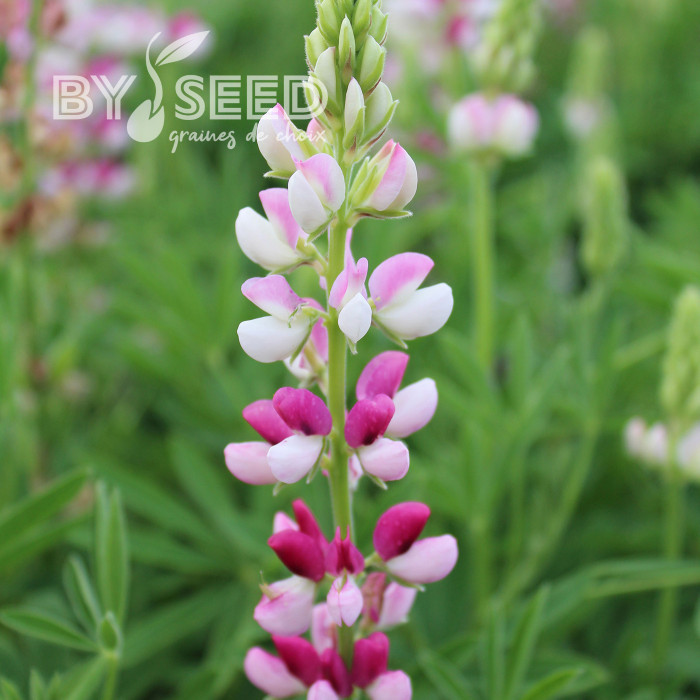 Lupin annuel de Hartweg Avalune Red-White