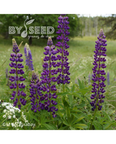 Lupin vivace - Lupinus perennis