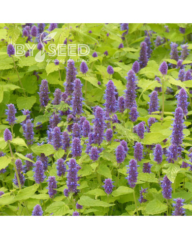 Agastache foeniculum Golden Jubilee