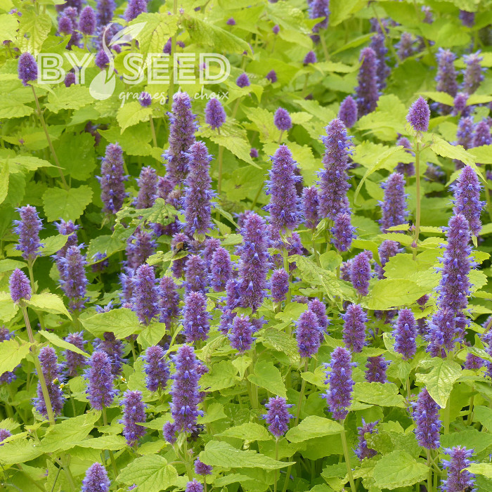 Agastache foeniculum Golden Jubilee