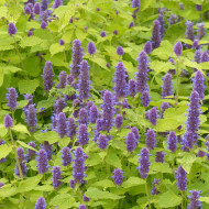Agastache foeniculum Golden Jubilee